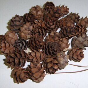 Miniature Tamarack/Hemlock Cones
